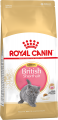 britishshorthairkitten