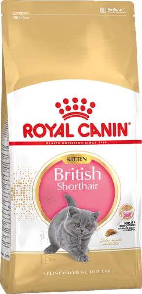britishshorthairkitten