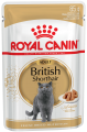 e_british-shorthair-wet