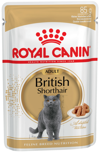 e_british-shorthair-wet
